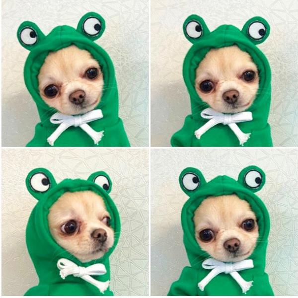 Quality Autumn And Winter Cotton Plush Hooded Sweater For Pet wholesale