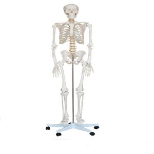 China School Medical Simulation Pvc 180cm Tall Human Skeleton Model on sale