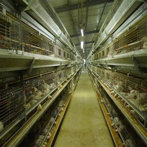 Quality Fully Automatic Egg Layer Chicken Cages H Type 50000 Chickens Poultry Farm 10 Tiers wholesale