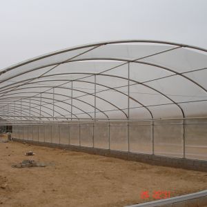 5m Roof Height Single Span Greenhouse Smart Chinese Style Greenhouse