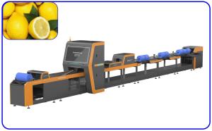 Cheap High Speed Fruit Sorting System Intelligent 1 Channel Lemon Sorting Machine for sale