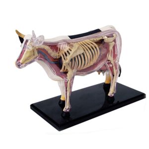 4d Master Toy 29 Parts Animal Anatomy Model Cattle Specimen For Teaching