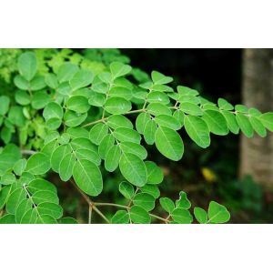 high quality moringa extract new product suppliers import china products