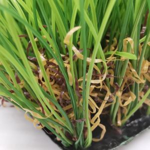 1.57 Pile Lush Artificial Green Turf With PP Net PU Backing