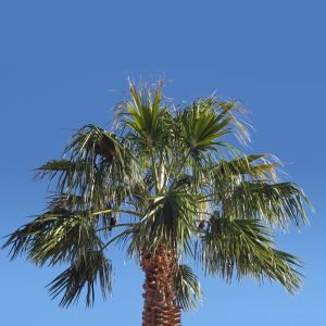 Triangular Q345B disguised Cell Tower for urban areas