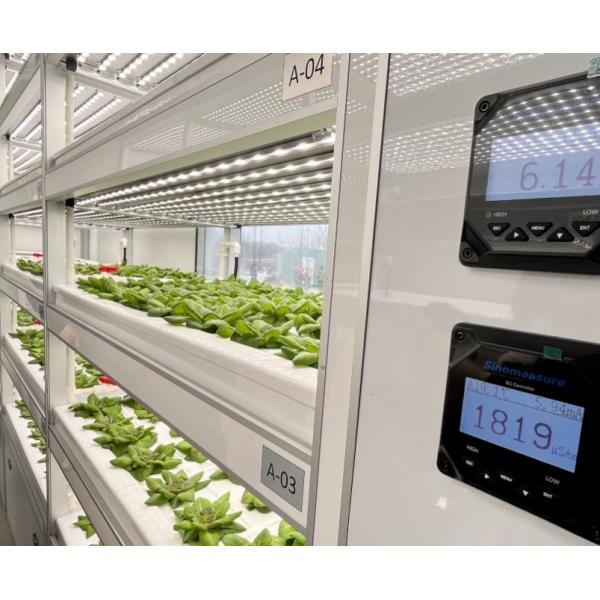 Quality Large Greenhouse Container for Leafy Vegetable Farming Supported by Steel Structure wholesale