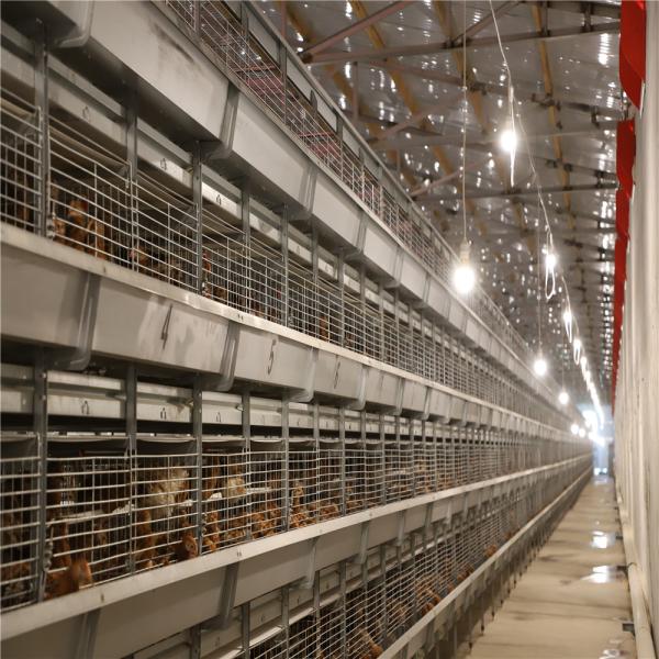 Battery Day Old Chicks Cage Breeding Chicken Cage For Layer Chick