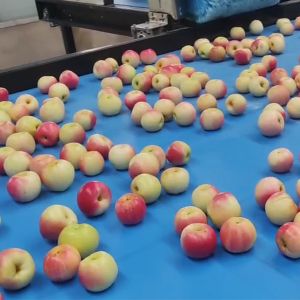Automatic Apples Sorting Machine 50 - 150mm For Fruit Size Sorting