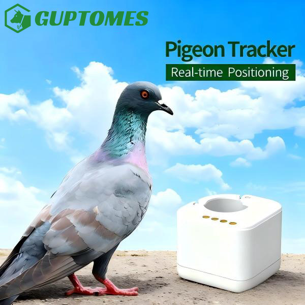 Lightweight Racing Pigeon GPS Tracker Lightweight Ring Non Real Time Public Loft
