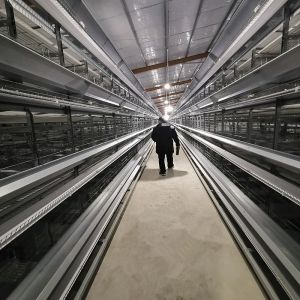 H Type 2.5mm Open House Battery Cage System 450cm2/Bird Area