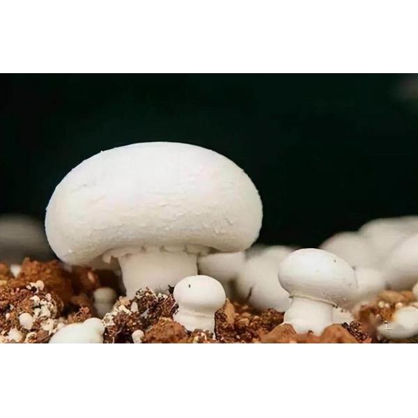 Quality Leafy Vegetable Shipping Container Garden with Shaped Roof and Customization Option wholesale