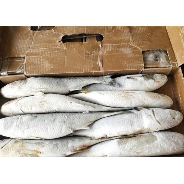 100% Net Weight Fresh 600g 700g Frozen Grey Mullet