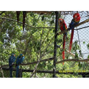 stainless steel wire rope mesh peacock fencing