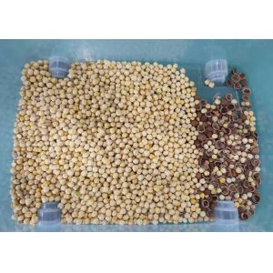 Peeled Peanuts Nuts Color Sorter With CCD LED Automatically