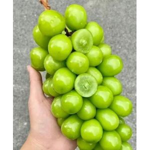 Vertical Expansion Tray Sealer for Sunshine Rose Grapes