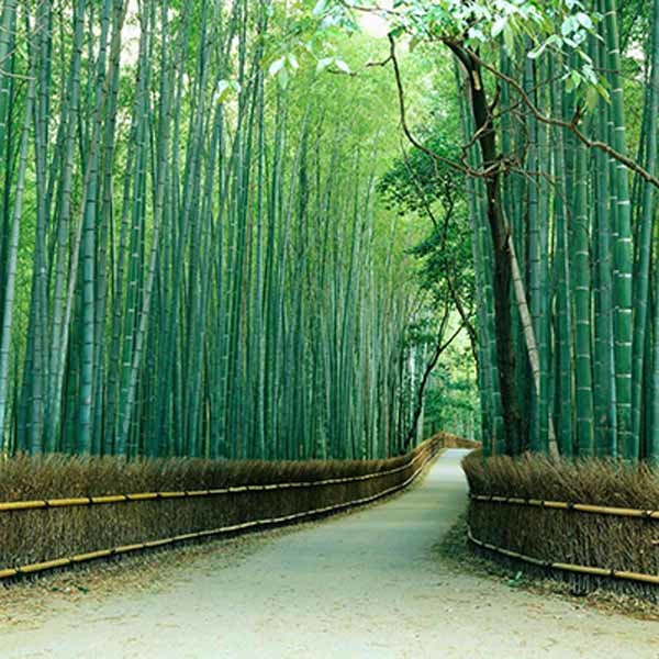 Customized printed daylight zebra roller blind/Motorized roller blinds for