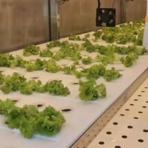 Customization JX-CG-125 Vertical Farming Container Greenhouse with Hydroponic