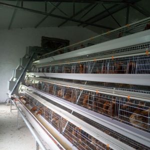 A Type Battery Hens Layer Chicken Cage Automatic Poultry Farm Equipment