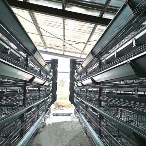 China SGS 90-384 Birds Battery Chicken Cage System 1950x2300x1500mm Size on sale