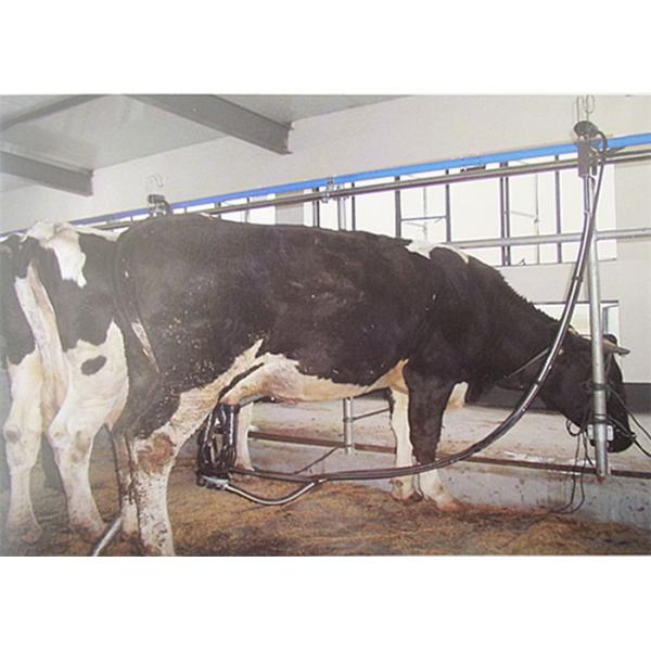 Quality 380 Volt 50Hz High Quality Pipeline Milking Parlor System with Milk Receiver Group wholesale