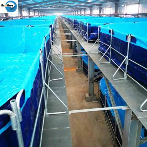 Biofloc fish tank aquaculture fish farming tanks