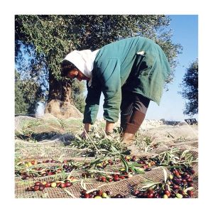 China 100% New Virgin HDPE Plastic Olive Harvest Net