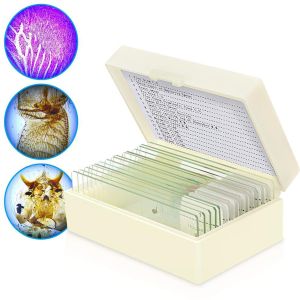 Hot Sale 25pcs Glass Human Prepared Histology Microscope Slides wooden set for