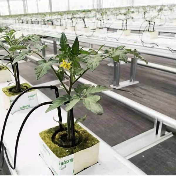 Quality Custom Double Arch Beam Greenhouse for Vegetables Personalized to Your Requirements wholesale