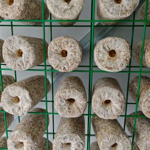 Versatile Mushroom Cultivation For Efficiently Handling Large Quantities