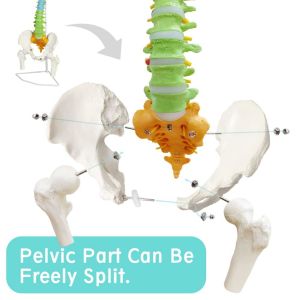Flexible Femur And Pelvic Bone Anatomy Spine Model Vertebrae Nerves Arteries
