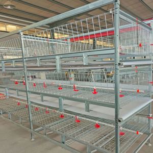 Hot Galvanized H Type Broiler Cage Poultry Drinking System