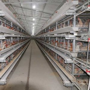 China 380V 3 Phase A Type Layer Cages , U Shape Steel Chicken Feeding Equipment on sale