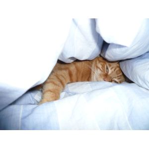 Luxury Beddings Good Quality Down Quilt, Duvets