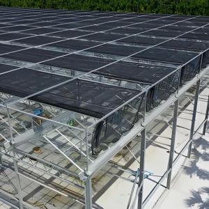 Custom - designed Venlo Multi - Span Glass Greenhouse for Strawberry Cultivation