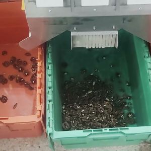 High Capacity Nut Kernel Color Sorting Machine Utilizing High Frequency Linear