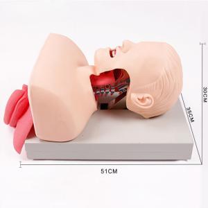 Medical Anatomy Human Airway Training Manikin Model Advanced Trachea Intubation