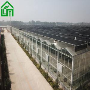 8m Width Glass Greenhouse for Growing Vegetables Stable Structure and Customizab