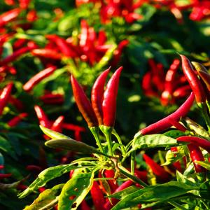 Premium Quality Dried Chilli Seeds With Crispy Texture At 5-8mm
