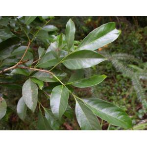 Cheap 100% Pure Natural Engelhardtae Roxburghianae Extract Astilbin 80% powder HPLC for sale