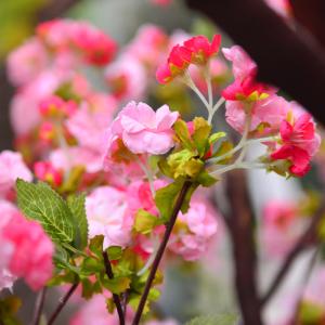 250cm Plastic Artificial Cherry Blossom Tree Decoration Plant For Reception