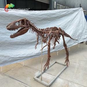 Personalized customization Dinosaur Bone Replicas T Rex Skull Replica