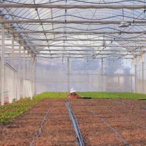 Cheap Double Arch Beam Sunlight Greenhouse with Snow Vibrator Durable and Weather-Resistant for sale