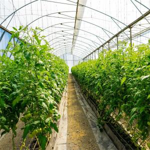 Hydroponic System Tunnel Plastic Greenhouse with Ventilation Insect Net
