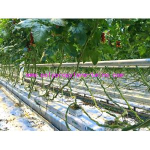 1650ft/lbs 2500ft/lbs PP Tomato Tying Twine With UV Resistance