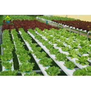 Environment Friendly Soilless Hydroponic System 75*50mm NFT Lettuce System
