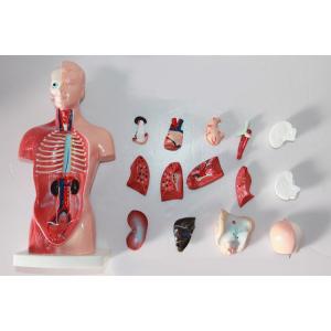 High Quality Medical Human Trunk Muscles Model Anatomy Organs Manikin For