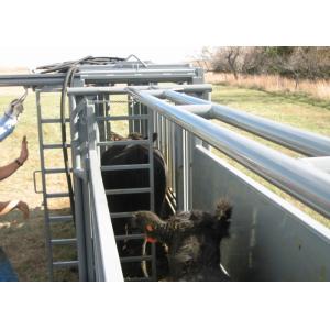 China Powder Coating Cattle Sorting Alley , Fully Caulked Cattle Tub And Alley on sale