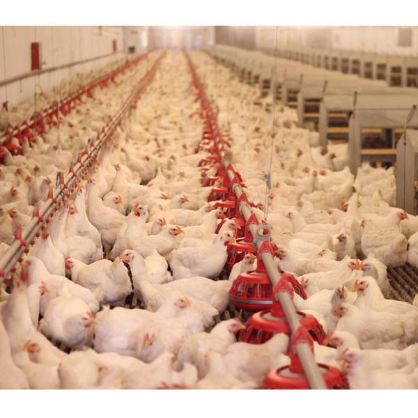 Quality Automatic Stainless And Polypropylene 360mm Broilers Feeding System wholesale