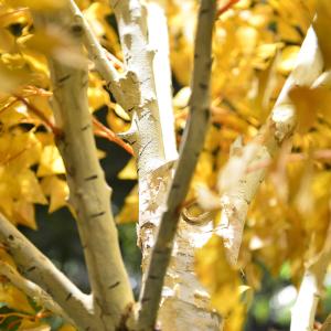 20m Artificial Foliage Tree Birch Autumn Vibe Romance No Pest No Light Floor