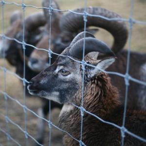 Farm Fence Metal Mesh Roll Fence for Sheep and Goat Height 0.8-2.4m Protect Your
